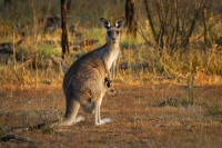 Klokan obrovsky - Macropus giganteus - Eastern Grey Kangaroo 6524